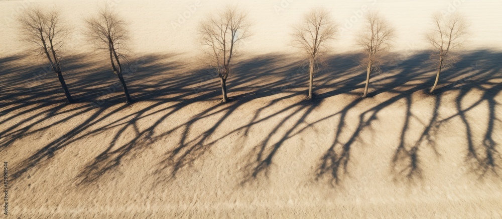 Poster Aerial view of barren trees casting long shadows on the ground during spring Ideal for copy space image