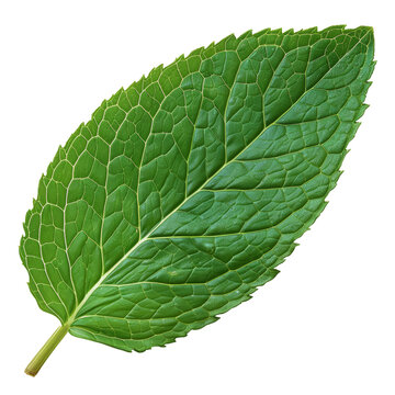 A single mint leaf, isolated on a white background, shown as a PNG cutout It is a photo-realistic clipart with visible veins and vibrant green color - Generative AI