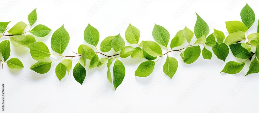 Poster leaves against a white background providing ample copy space for text or images