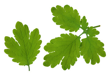 Celandine leaf isolated on white background. Top view. Flat lay