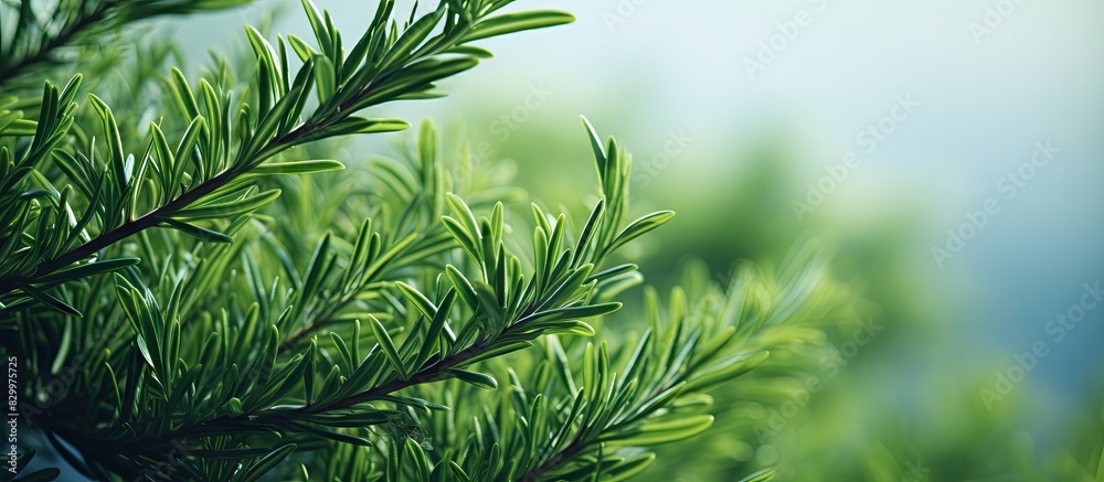 Poster Close up of prickly juniper branches on a green natural background showcasing the texture of the tree s needles The image features a banner with copy space