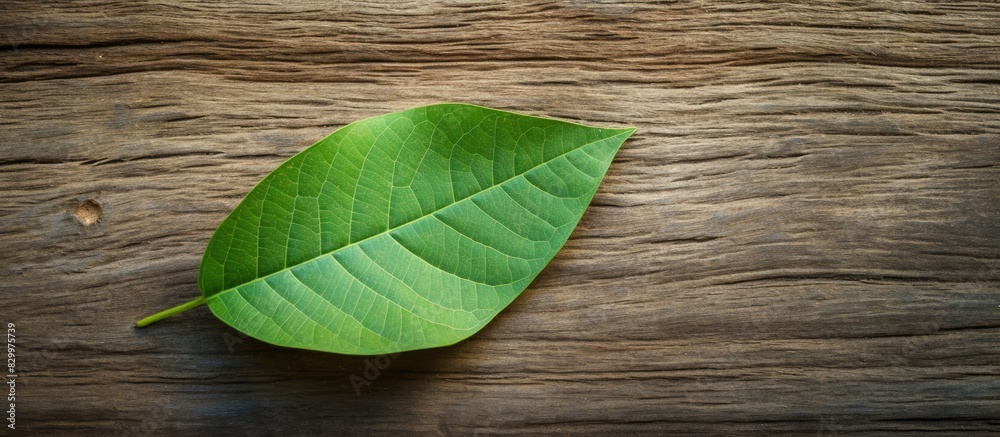 Aufkleber a copy space image of a green leaf resting on a wooden plank in a garden with floor texture