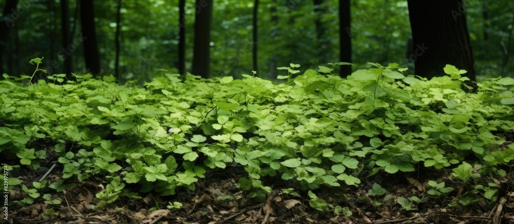 Aufkleber close up view of the forest floor completely covered by a lush carpet of ivy creating a captivating 