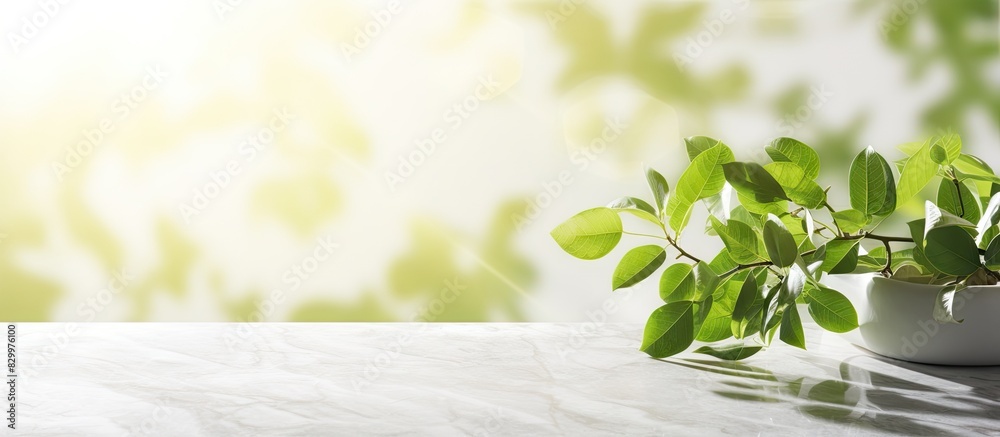 Aufkleber sunlight filters through the fresh vibrant spring green leaves on a branch casting a captivating sha