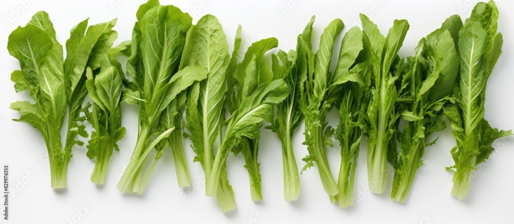 Poster fresh chicory greens with their vibrant leaves are neatly arranged on a clean white table invitingly