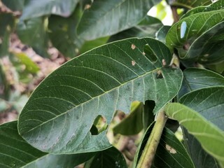 Guava leaves have holes 