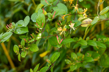 Honeysuckle climbing plant. Sweet smelling flowers.