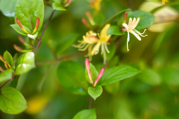 Honeysuckle climbing plant. Sweet smelling flowers.