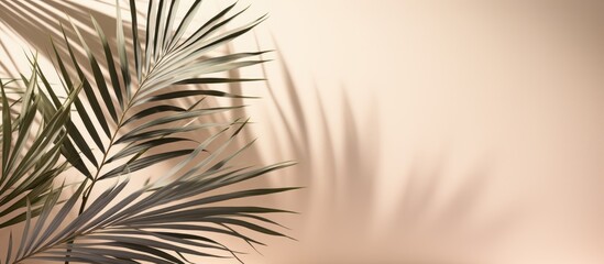 Fototapeta premium A copy space image featuring silver palm tree leaves casting shadows on a beige background designed with a simple minimalistic style perfect for summer projects and concepts