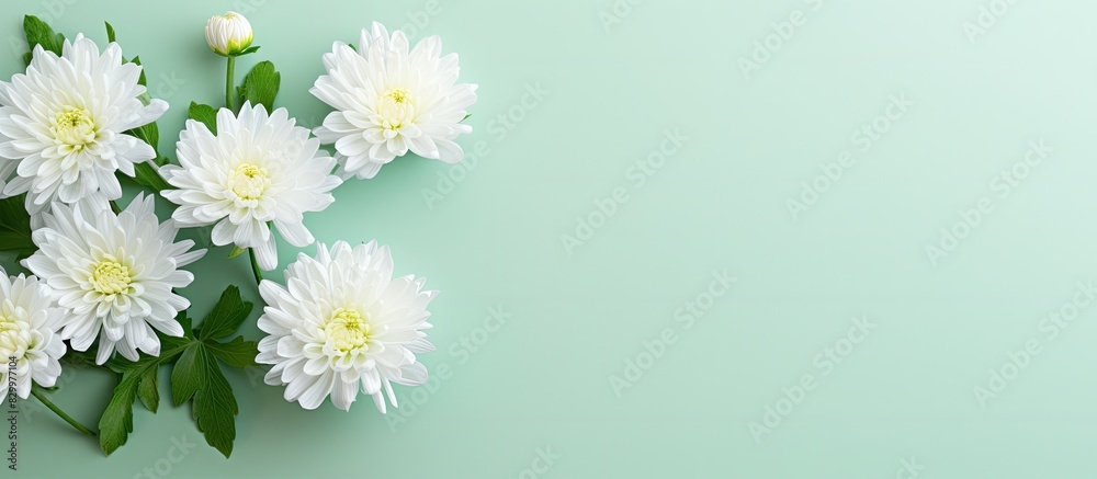 Poster The mint background offers a copy space image with a top down view of a white chrysanthemum It is presented in a flat lay style