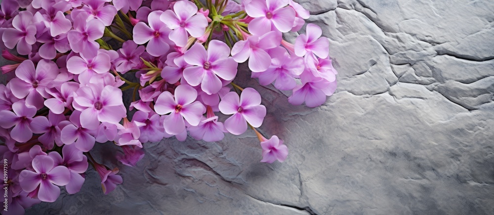 Aufkleber a macro shot of phlox flowers placed on a textured stone background offers an inviting copy space im