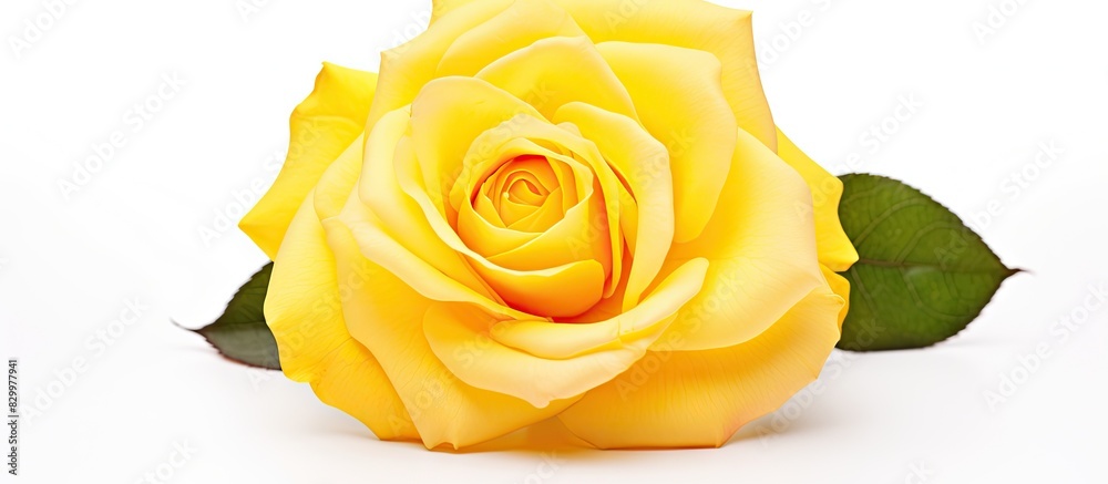 Poster isolated on a white background there is a copy space image of a yellow rose flower head