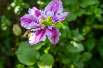 Clematis Lasting Love Grazyna. Tropical Jungle Plants