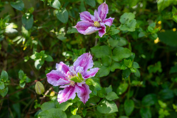 Clematis Lasting Love Grazyna. Tropical Jungle Plants