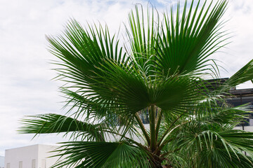 Fototapeta premium green palm leaves pattern, leaf closeup isolated against blue sky with clouds. coconut palm tree brances at tropical coast, summer beach background. travel, tourism or vacation concept, lifestyle
