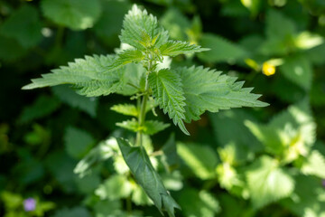 Garden Nettles. Weeds in the Garden. Jungle Garden