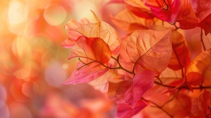 A Close Up of a Bougainvillea Plant Commonly Referred to as Veranera Trinitaria or Bougainvillea Belonging to the Nyctaginaceae Plant Family