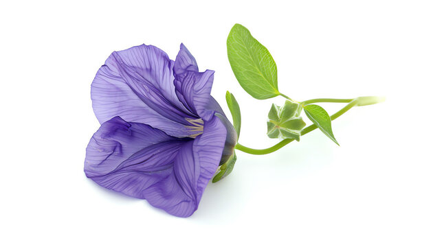 Butterfly Pea, single bloom, isolated on white background