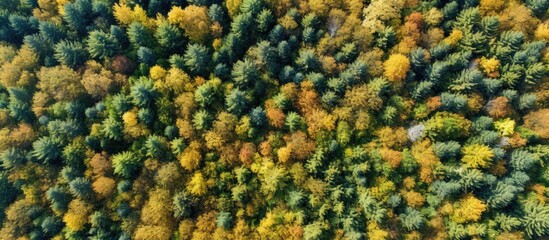 Aerial perspective of a scenic forest during the vibrant autumn season captured by a drone. with...