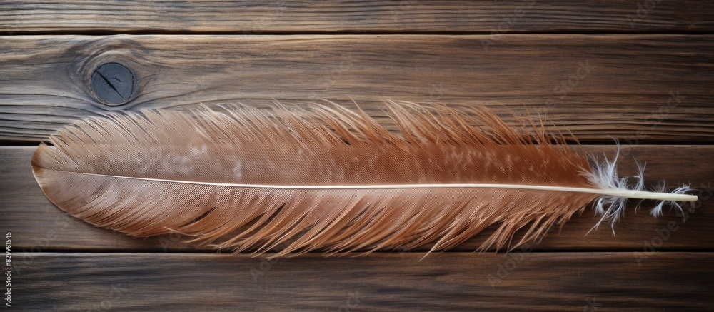 Poster A hawk feather placed on an aged wooden table with empty space for text or images. with copy space image. Place for adding text or design