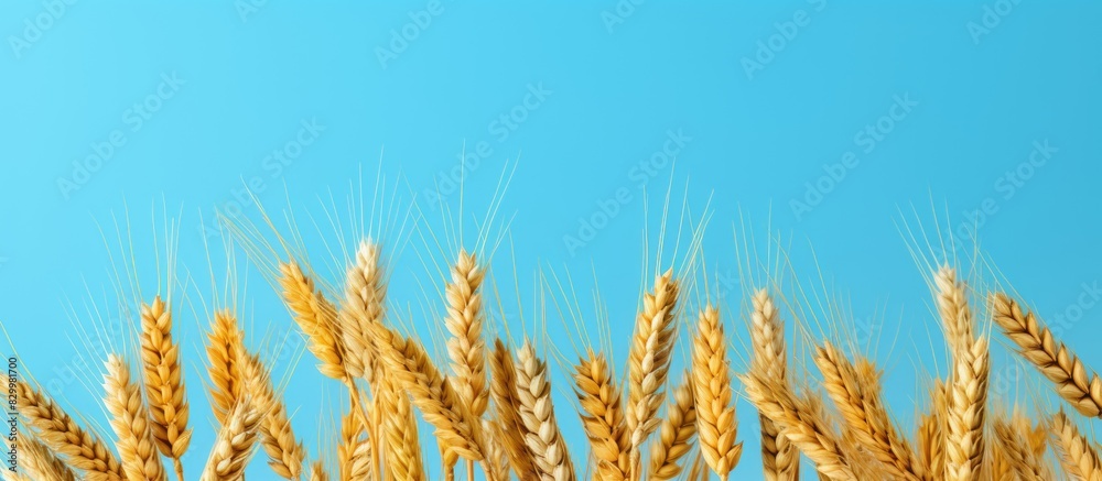 Aufkleber close up of golden ears of wheat and rye with dry yellow spikelets of cereal on a light blue backgro