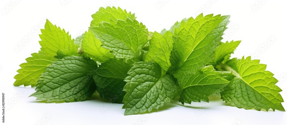 Aufkleber A cluster of lime colored lemon balm leaves featured in a copy space image set against a white backdrop