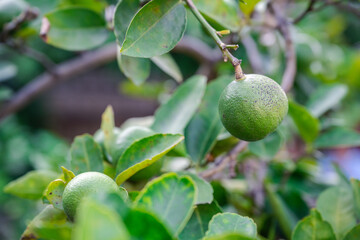 Green lemon tree bursting wih life and freshness, green leaves.