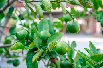 Green lemon tree bursting wih life and freshness, green leaves.