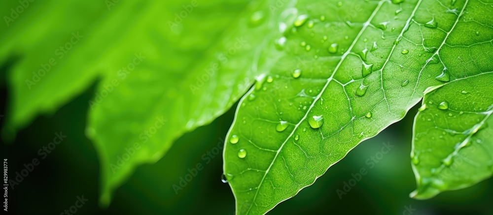 Poster a close up image showcasing a vibrant green leaf in a garden offering ample copy space surrounding t