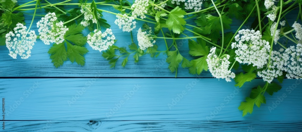 Poster a collection of chervil flowers and leaves from various plants displayed on a blue wooden table back