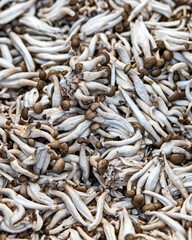 Spring farmers market, Denver Colorado USA