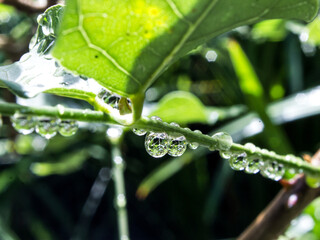 A string of drops on a leave in a garden, reflecting the surrounding leaves