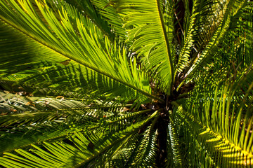 Rosette of green light and shadows at the crown of Sago Palm (Cycas revolute)