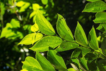 Leaves backlit in the sunlight.