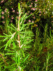 A Rosemary stem, wet after a rain shower