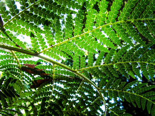 Sunlight shining through a fern leave