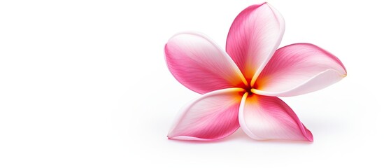 A pink frangipani flower with copy space image on a white background