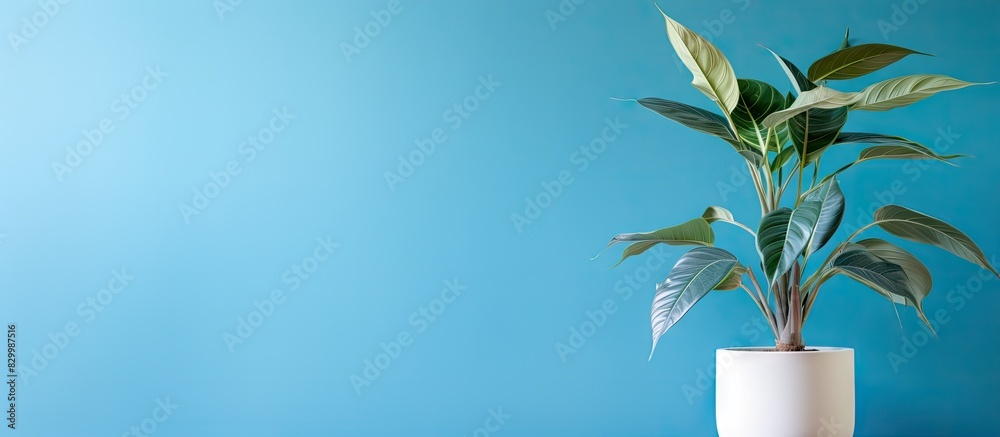 Poster a plant is positioned in front of a blue wall offering ample space for customized content in the ima