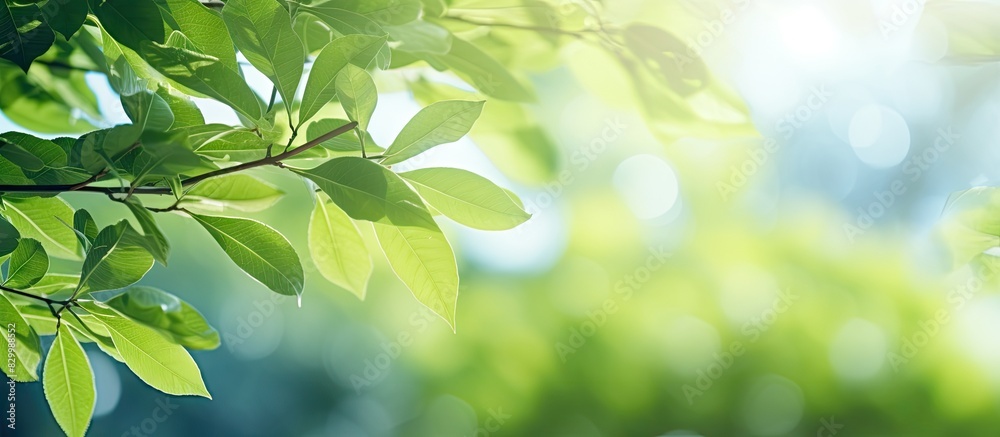 Poster Close up copy space image of green tree leaves and branches in a summer garden bathed in sunlight and blurred with bokeh Perfect for web headers showcasing the beautiful nature patterns