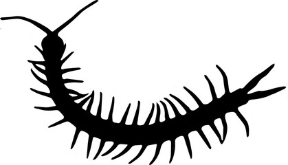 Silhouette of a centipede 