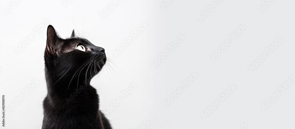 Aufkleber a cat with its gaze directed towards the side on a white background providing ample copy space image
