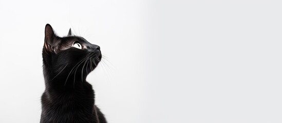 A cat with its gaze directed towards the side on a white background providing ample copy space image