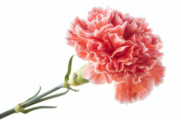 Carnation, single bloom, isolated on white background