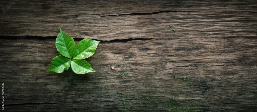 Poster a copy space image of a green leaf resting on a wooden plank in a garden with floor texture