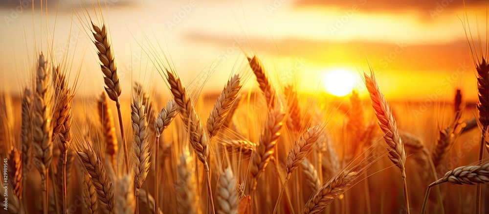 Leinwandbilder a close up nature photo of a golden wheat field at sunset with a cloudy orange sky as backdrop the s