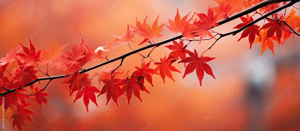 Poster Closeup of red maple leaves on branches creating a beautiful autumn backdrop with a shallow depth of field Perfect copy space image