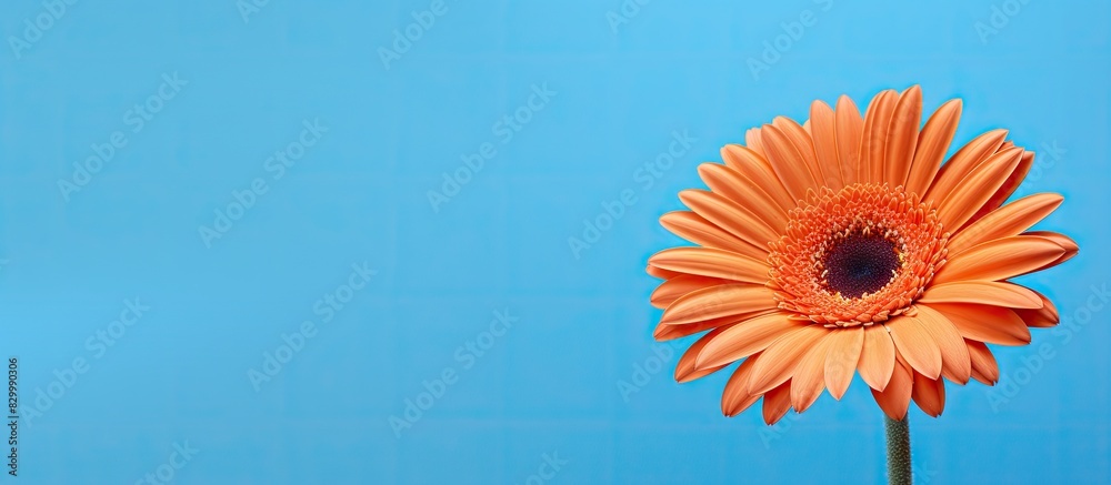 Poster a gerbera daisy in an orange hue is positioned on the right side of a vibrant blue background creati