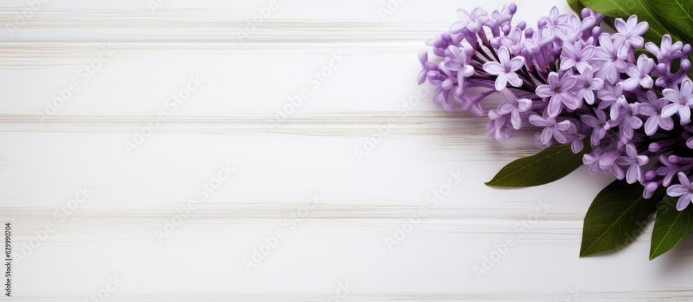 Poster view from above of a close up copy space image of a beautiful bright lilac flower resting on a white