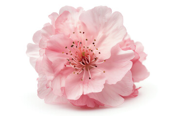Fototapeta premium Cherry Blossom, single bloom, isolated on white background