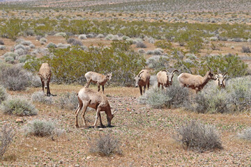 Fototapeta premium Desert bighorn sheep at Valley of Fire State Park, Nevada
